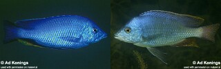 Hemitilapia