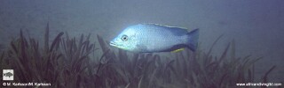 Hemitilapia oxyrhynchus &#39;Metangula&#39;