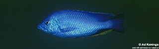 Hemitilapia oxyrhynchus &#39;Ntekete&#39;