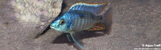 Hemitilapia oxyrhynchus (unknown locality)