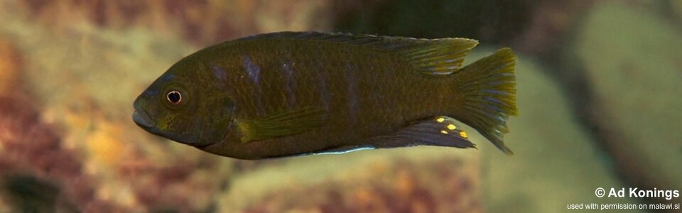 Iodotropheus sp. 'londo' Mesule Point