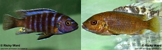 Iodotropheus sp. &#39;londo&#39;