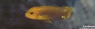 Iodotropheus sprengerae &#39;Chinyamwezi Island&#39;