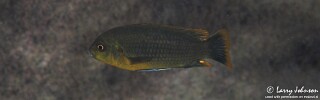 Iodotropheus sprengerae &#39;Chinyankwazi Island&#39;