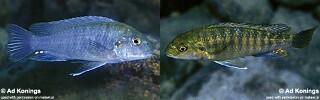 Iodotropheus stuartgranti