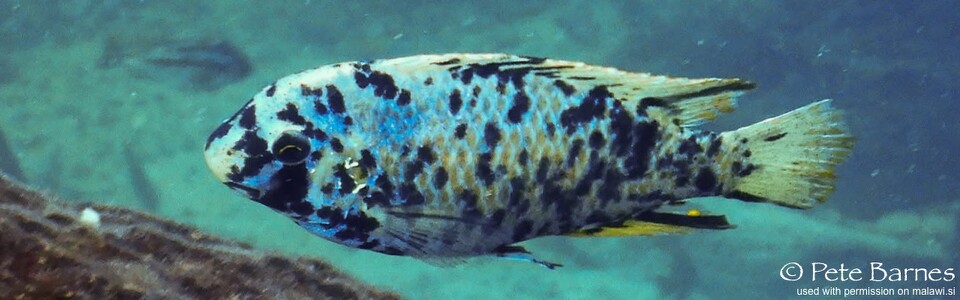 Labeotropheus fuelleborni 'Ababi Island'