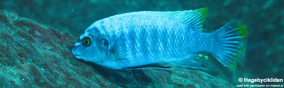 Labeotropheus fuelleborni 'Linganjala Reef'