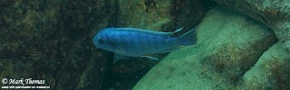 Labeotropheus fuelleborni &#39;Border&#39;