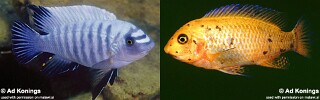 Labeotropheus fuelleborni &#39;Chinyamwezi Island&#39;
