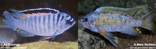 Labeotropheus fuelleborni &#39;Chinyankwazi Island&#39;