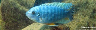 Labeotropheus fuelleborni &#39;Chiofu&#39;