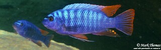 Labeotropheus fuelleborni &#39;Domwe Island&#39; Labeotropheus artatorostris &#39;Domwe Island&#39;
