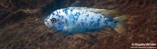 Labeotropheus fuelleborni &#39;Fuawe Island&#39;