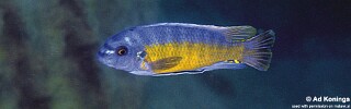 Labeotropheus fuelleborni &#39;Hora Mhango&#39;
