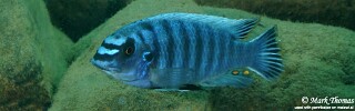 Labeotropheus fuelleborni &#39;Lifuma&#39;