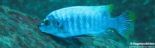 Labeotropheus fuelleborni &#39;Linganjala Reef&#39;