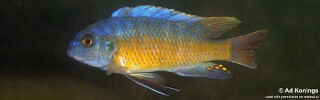 Labeotropheus fuelleborni &#39;Lion Point&#39;
