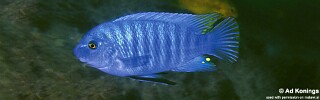 Labeotropheus fuelleborni &#39;Luwala Reef&#39;