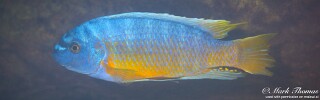 Labeotropheus fuelleborni &#39;Luwino Reef&#39;