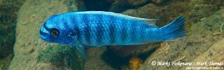 Labeotropheus fuelleborni &#39;Magunga&#39;