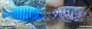 Labeotropheus fuelleborni &#39;Maingano Island&#39;