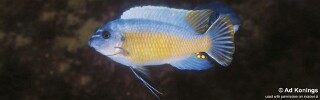 Labeotropheus fuelleborni &#39;Maison Reef&#39;