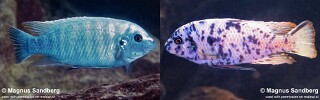 Labeotropheus fuelleborni &#39;Mara Rocks&#39;