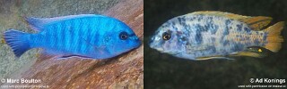Labeotropheus fuelleborni &#39;Masimbwe Island&#39;