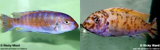 Labeotropheus fuelleborni &#39;Mbamba Bay&#39;
