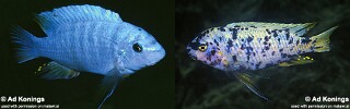 Labeotropheus fuelleborni &#39;Mbenji Island&#39;