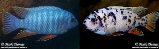Labeotropheus fuelleborni &#39;Mitande Reef (Rocks)&#39; Labeotropheus artatorostris &#39;Mitande Reef (Rocks)&#39;