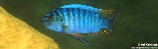 Labeotropheus fuelleborni &#39;Mumbo Island&#39; Labeotropheus artatorostris &#39;Mumbo Island&#39;