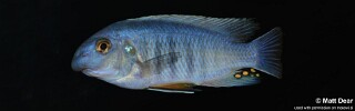 Labeotropheus fuelleborni &#39;Ndonga&#39;