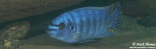 Labeotropheus fuelleborni &#39;Ngwasi&#39;