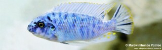 Labeotropheus fuelleborni &#39;Nkanda&#39;