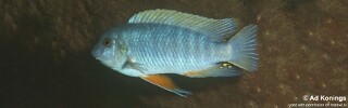 Labeotropheus fuelleborni &#39;Nkhungu Reef&#39;