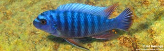 Labeotropheus fuelleborni &#39;Otter Island&#39; Labeotropheus artatorostris &#39;Otter Island&#39;