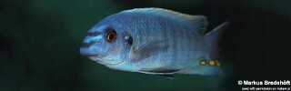 Labeotropheus fuelleborni &#39;Chovya&#39;