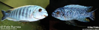 Labeotropheus fuelleborni &#39;Ikwasi&#39;