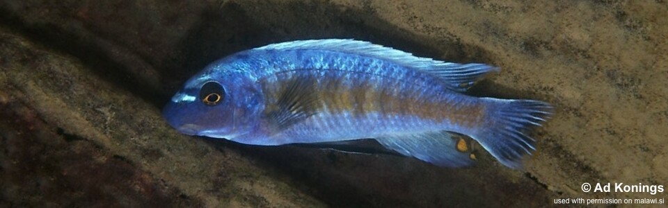 Labeotropheus trewavasae 'Lutara Reef (Cove Mountain)'
