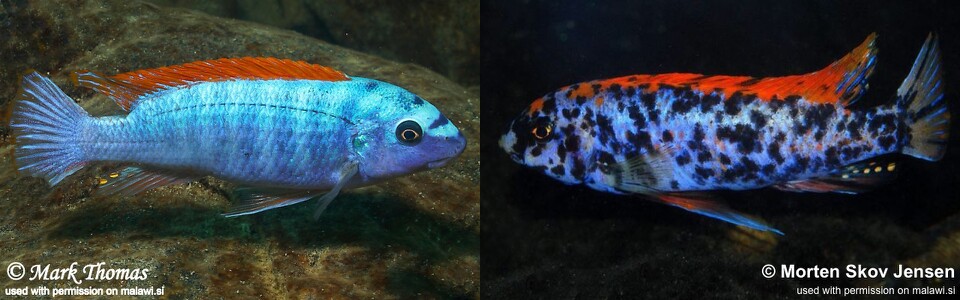 Labeotropheus trewavasae 'Mitande Reef (Rocks)'