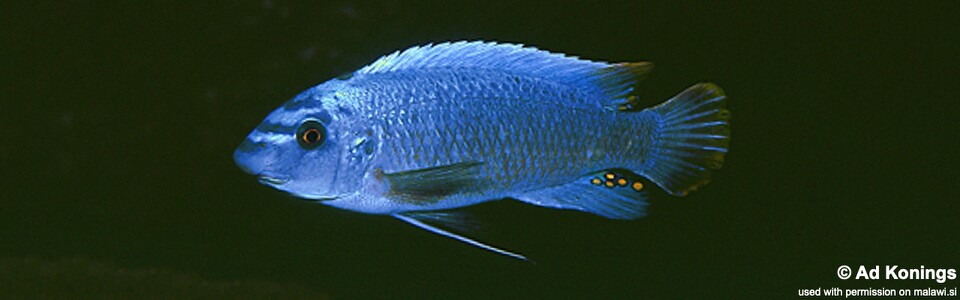 Labeotropheus trewavasae 'Mphanga Rocks'<br><font color=gray>Labeotropheus chirangali  'Mphanga Rocks'</font> 
