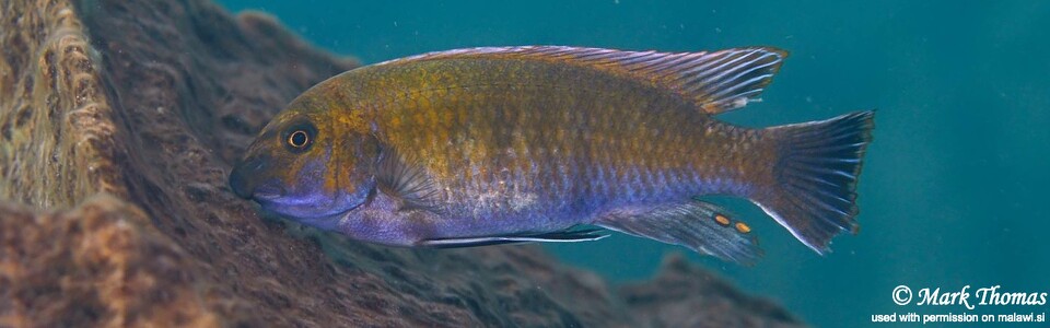 Labeotropheus trewavasae 'Sambia Reef (Luhuchi Rocks)'