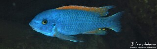 Labeotropheus trewavasae &#39;Boadzulu Island&#39;