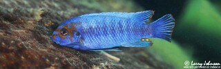 Labeotropheus trewavasae &#39;Border&#39;