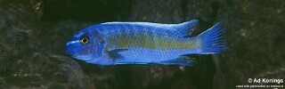 Labeotropheus trewavasae &#39;Chadagha&#39;