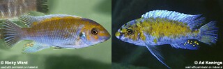 Labeotropheus trewavasae &#39;Charo&#39;
