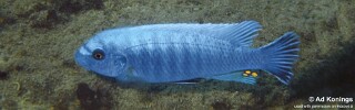 Labeotropheus trewavasae &#39;Chiloelo&#39;
