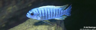 Labeotropheus trewavasae &#39;Chilucha&#39;