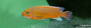 Labeotropheus trewavasae &#39;Chilumba&#39;